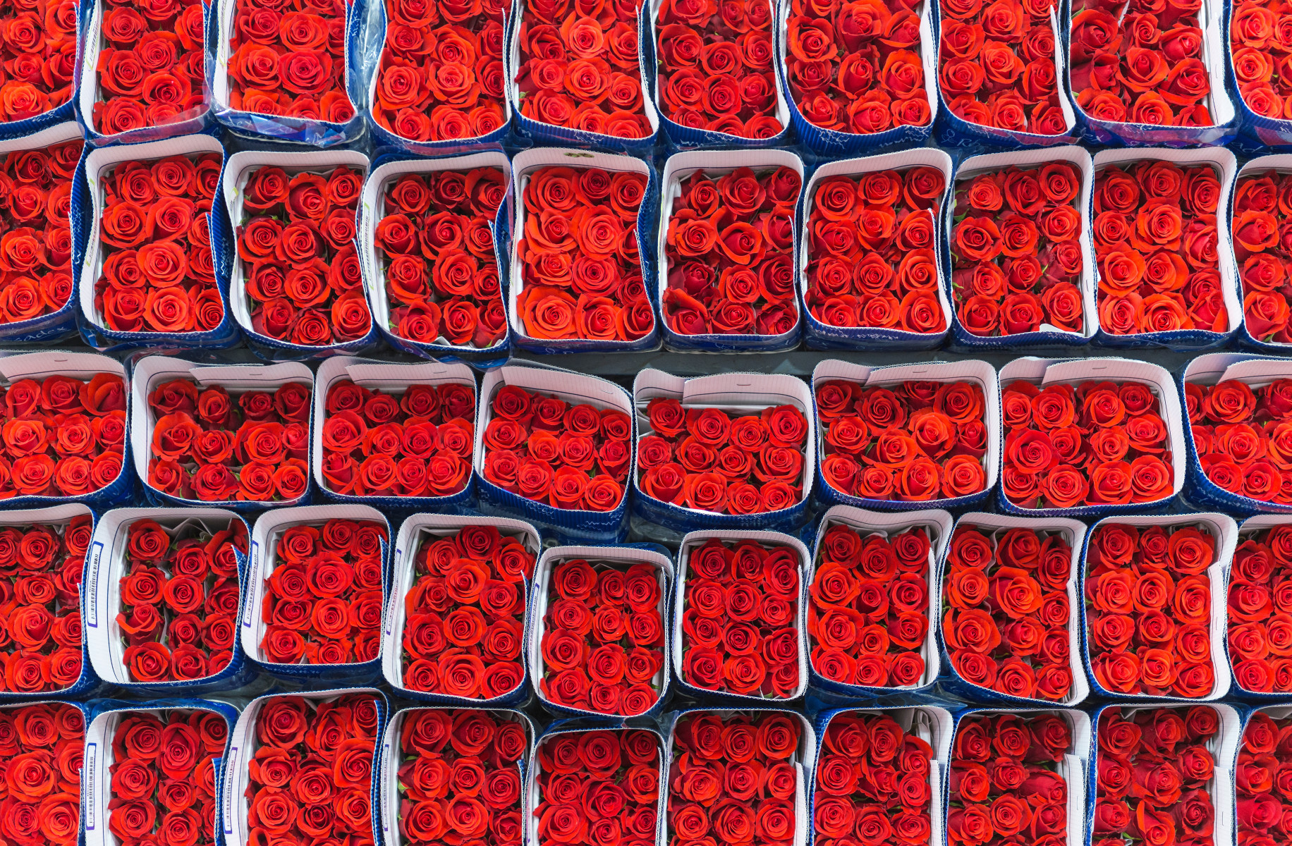 Roses boxes