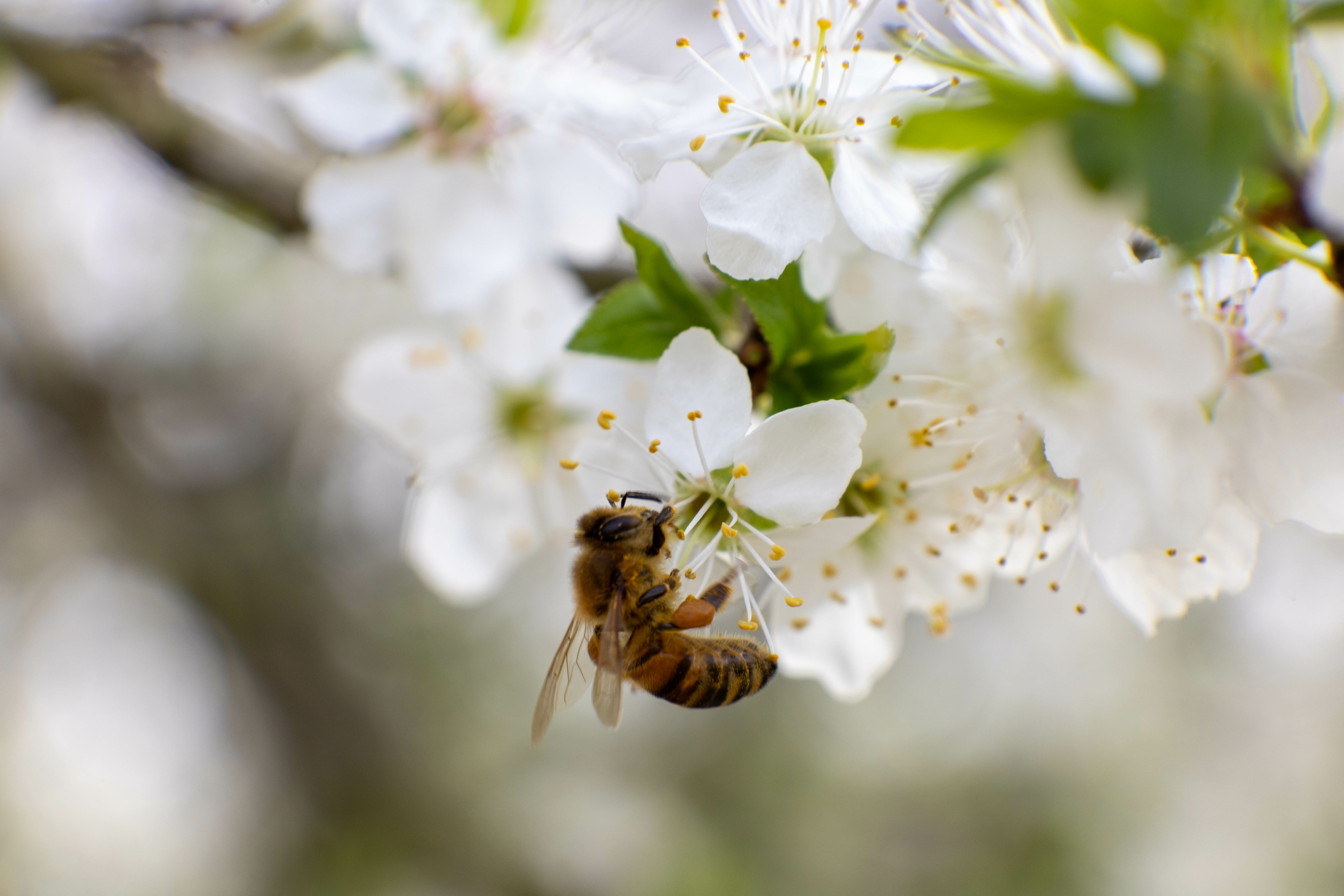 A honey bee is captured foraging on white blossoms of a fruit tree