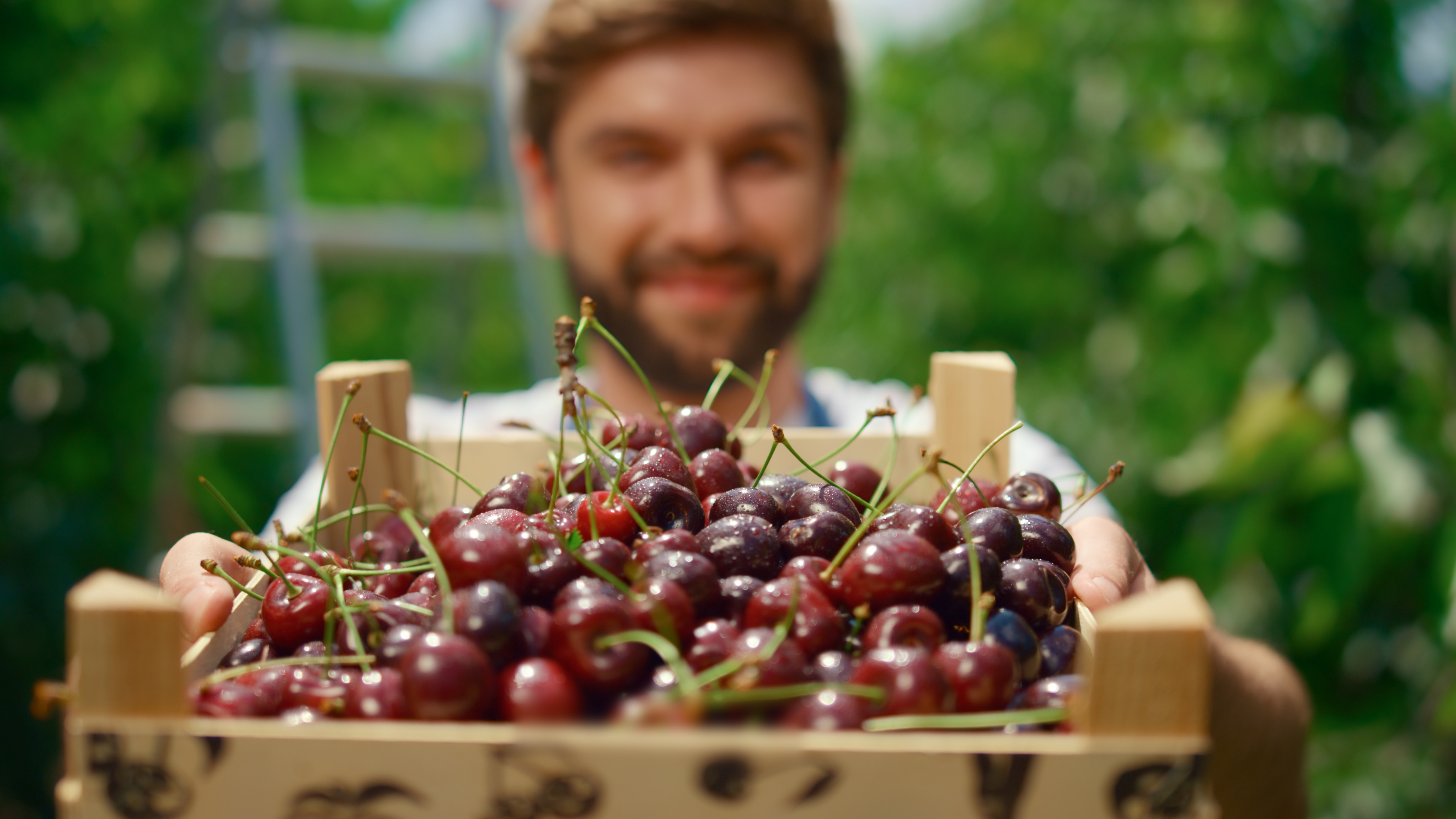 Farm owner showing cherry holding fruit box in tree orchard garden greenhouse