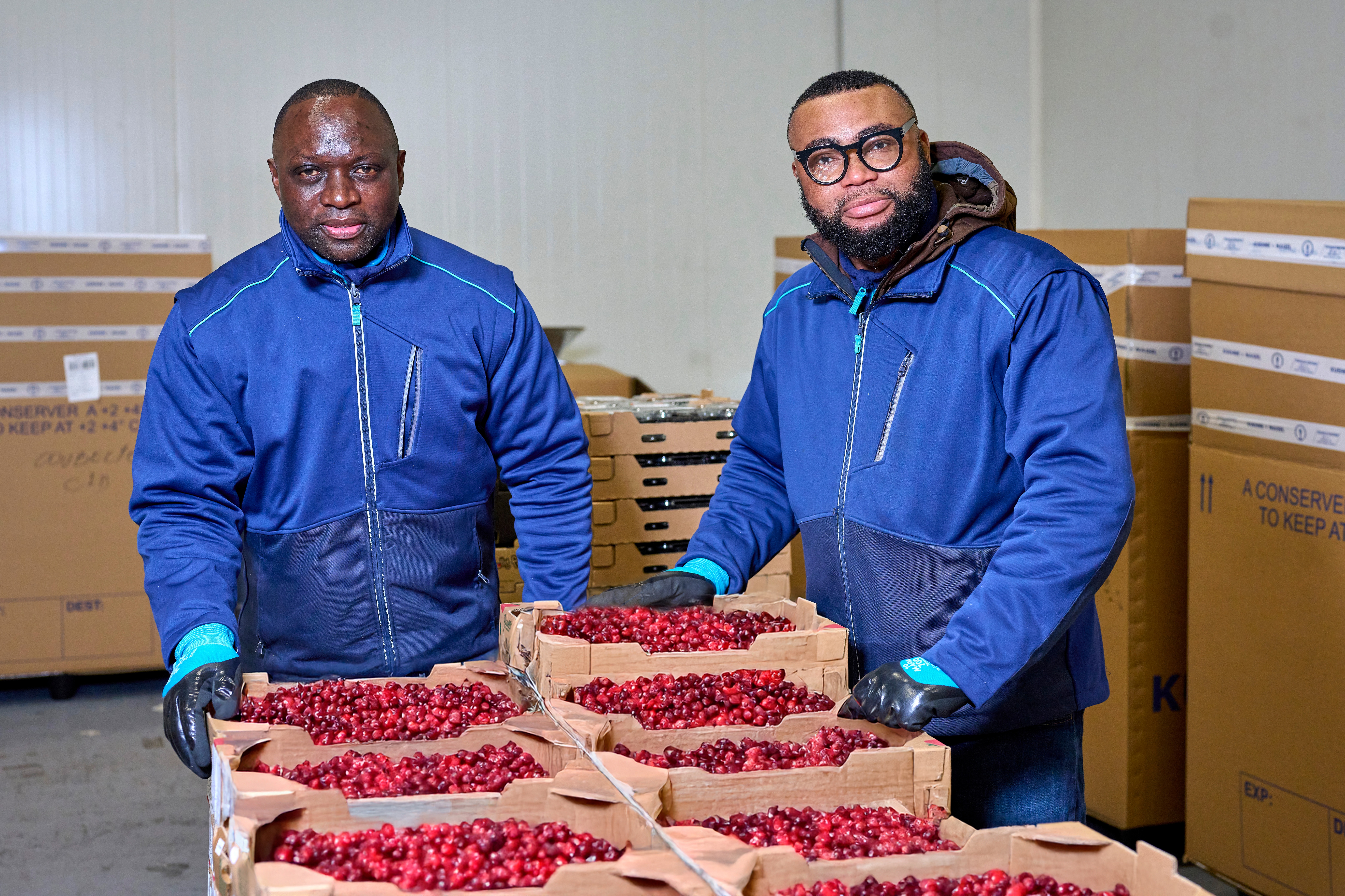 Warehouse workers packing cherries