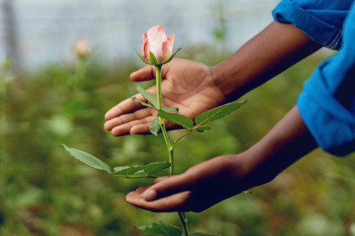 Kuehne+Nagel, LATAM Cargo, and The Elite Flower carry out their largest SAF operation yet in Latin America