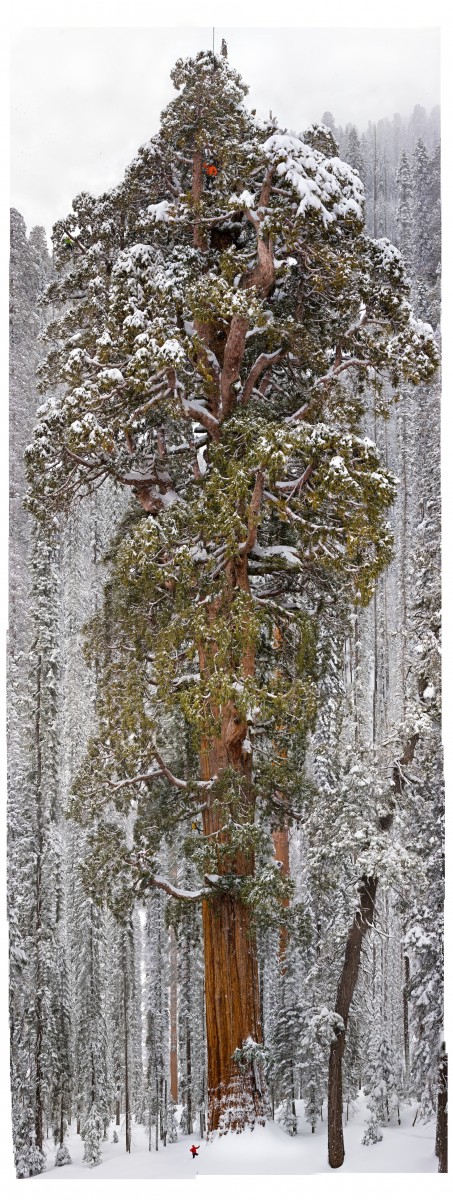"Wild: Michael Nichols." 3200-Year-Old Giant Sequoia, California, 2012 by Michael Nichols (Courtesy of the artist) &copy; Michael Nichols/National Geographic