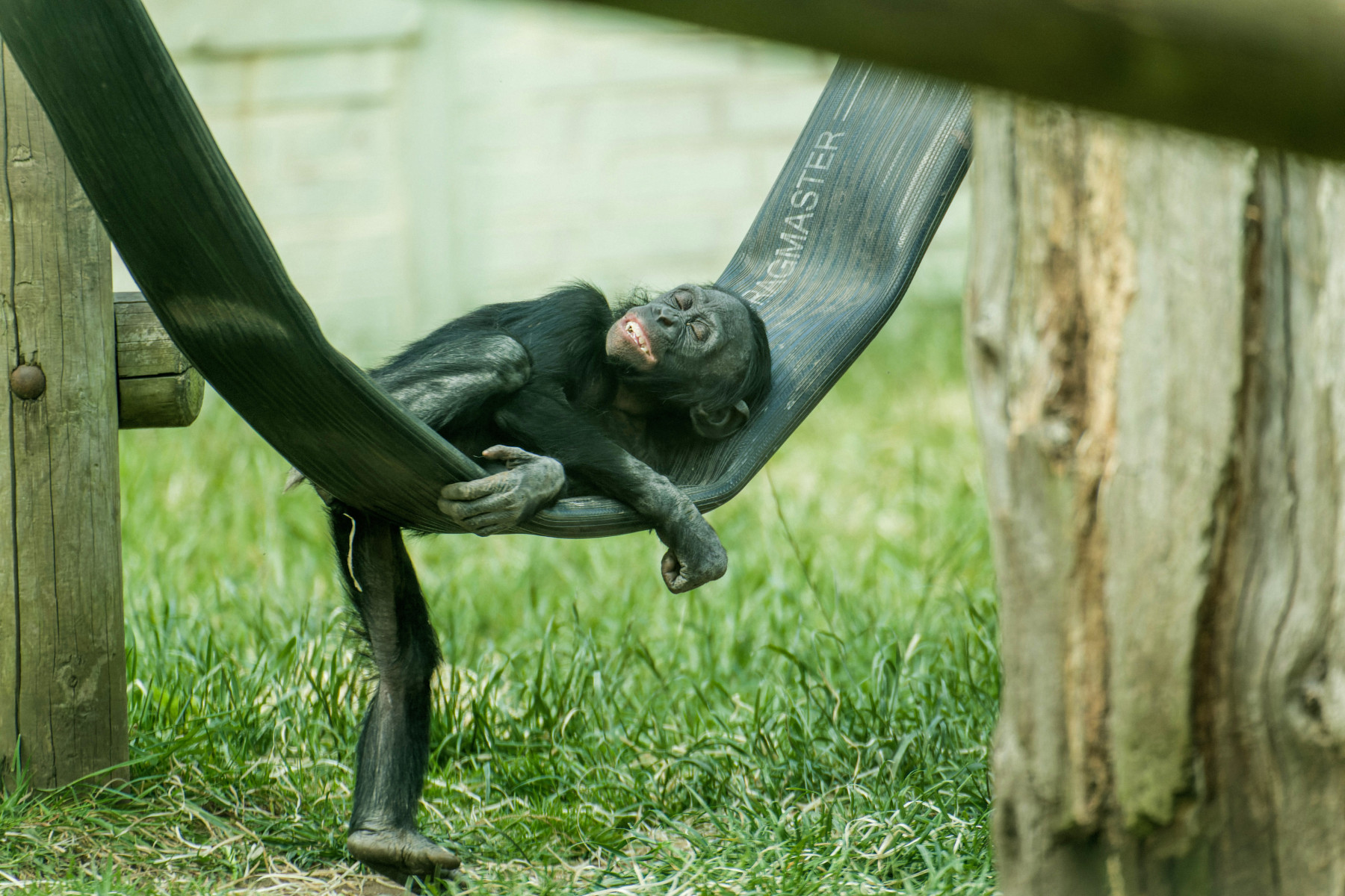 Twycross Zoo - Bonbo resting by Phil Grain