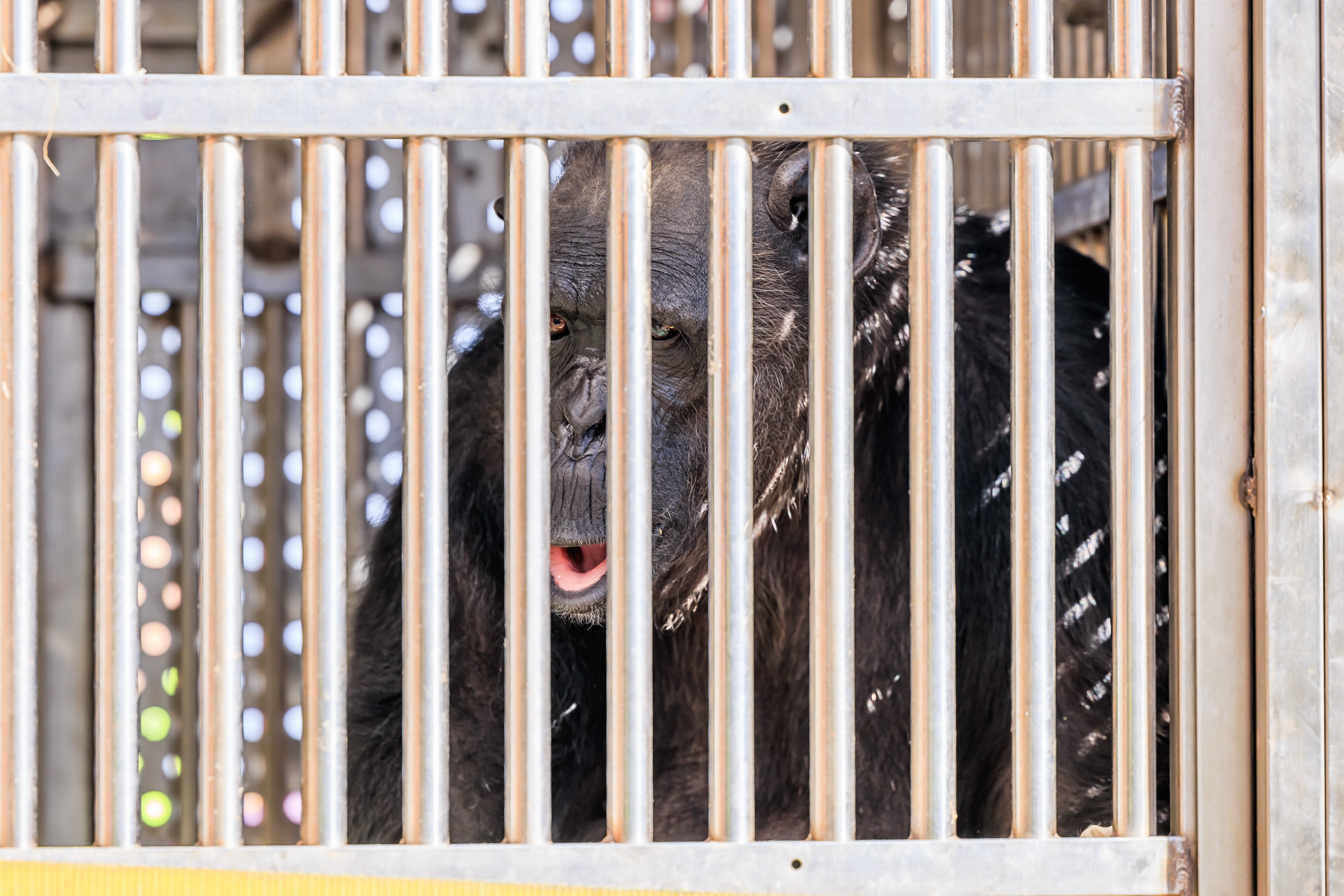 Chocolat in her custom made transport crate©DHLExpress
