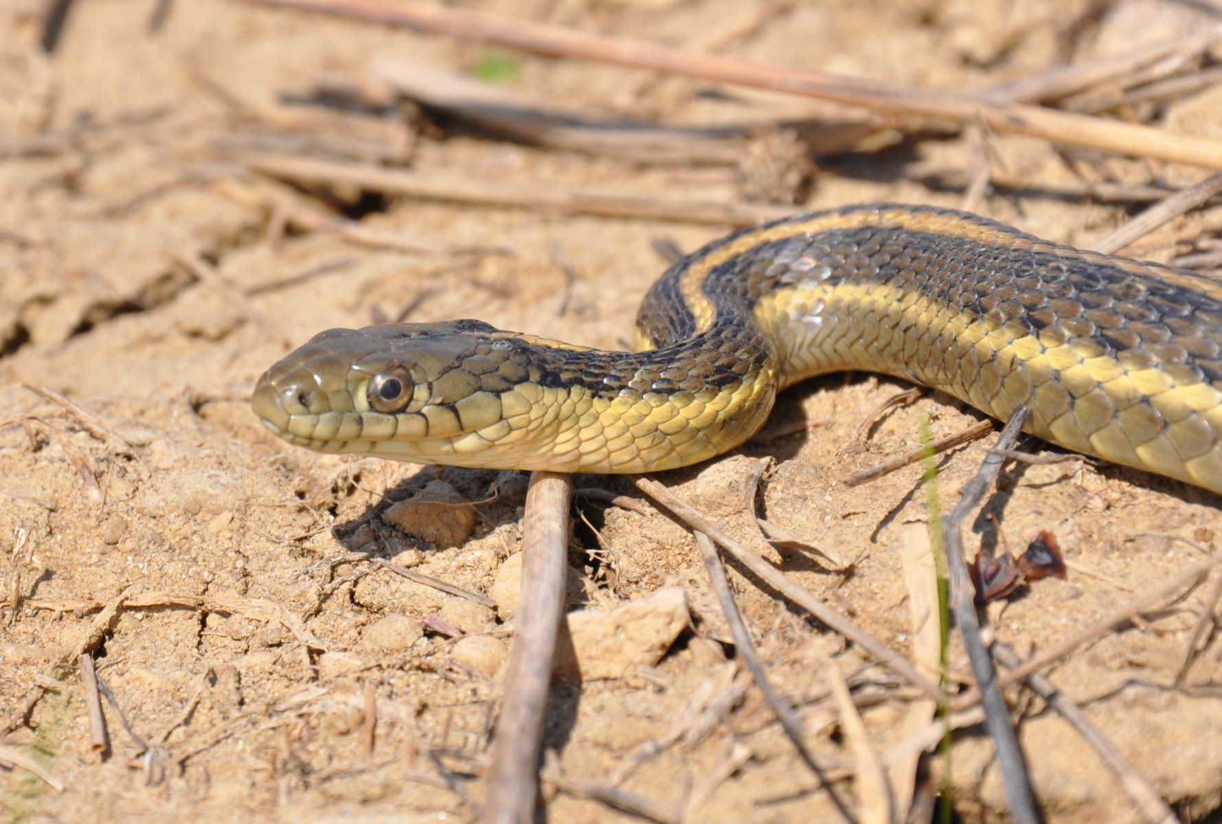 Recovery Plan for California’s Giant Garter Snake Released