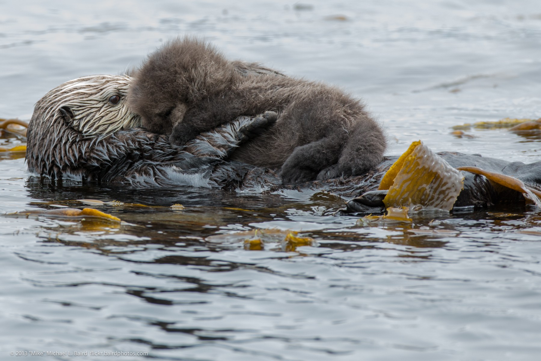 Caution Needed Over Latest Survey Results of the Southern Sea Otter
