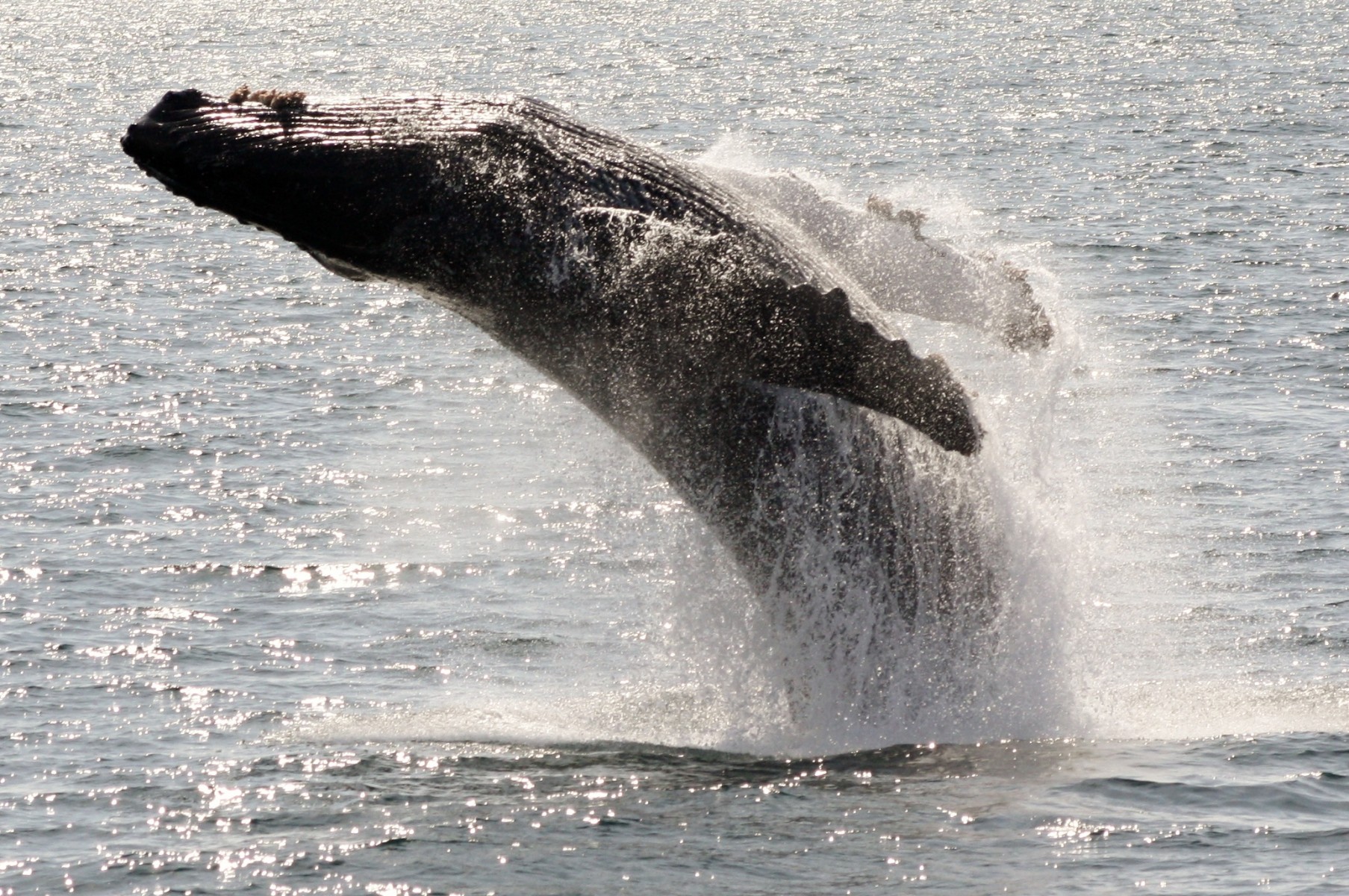 Defenders of Wildlife Joins OneLessStraw Campaign