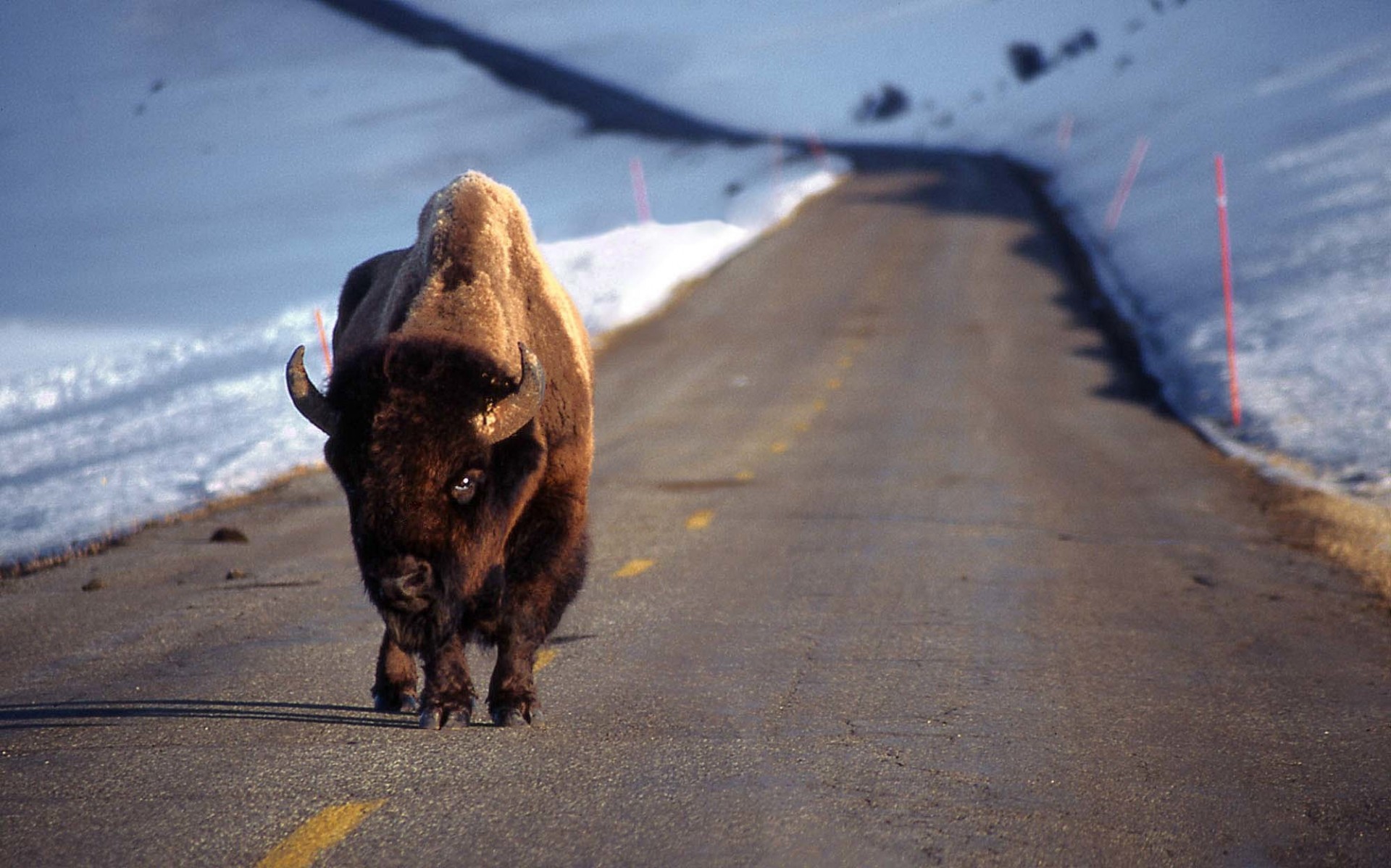 First Tribal Buffalo Conservation Summit to be Held in Denver