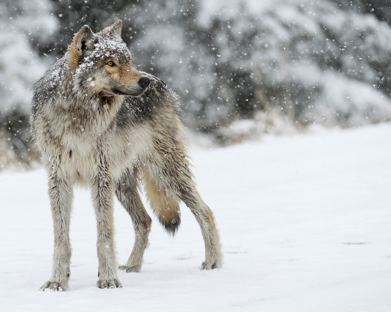 Oregon Department of Fish and Wildlife Releases Annual Wolf Report