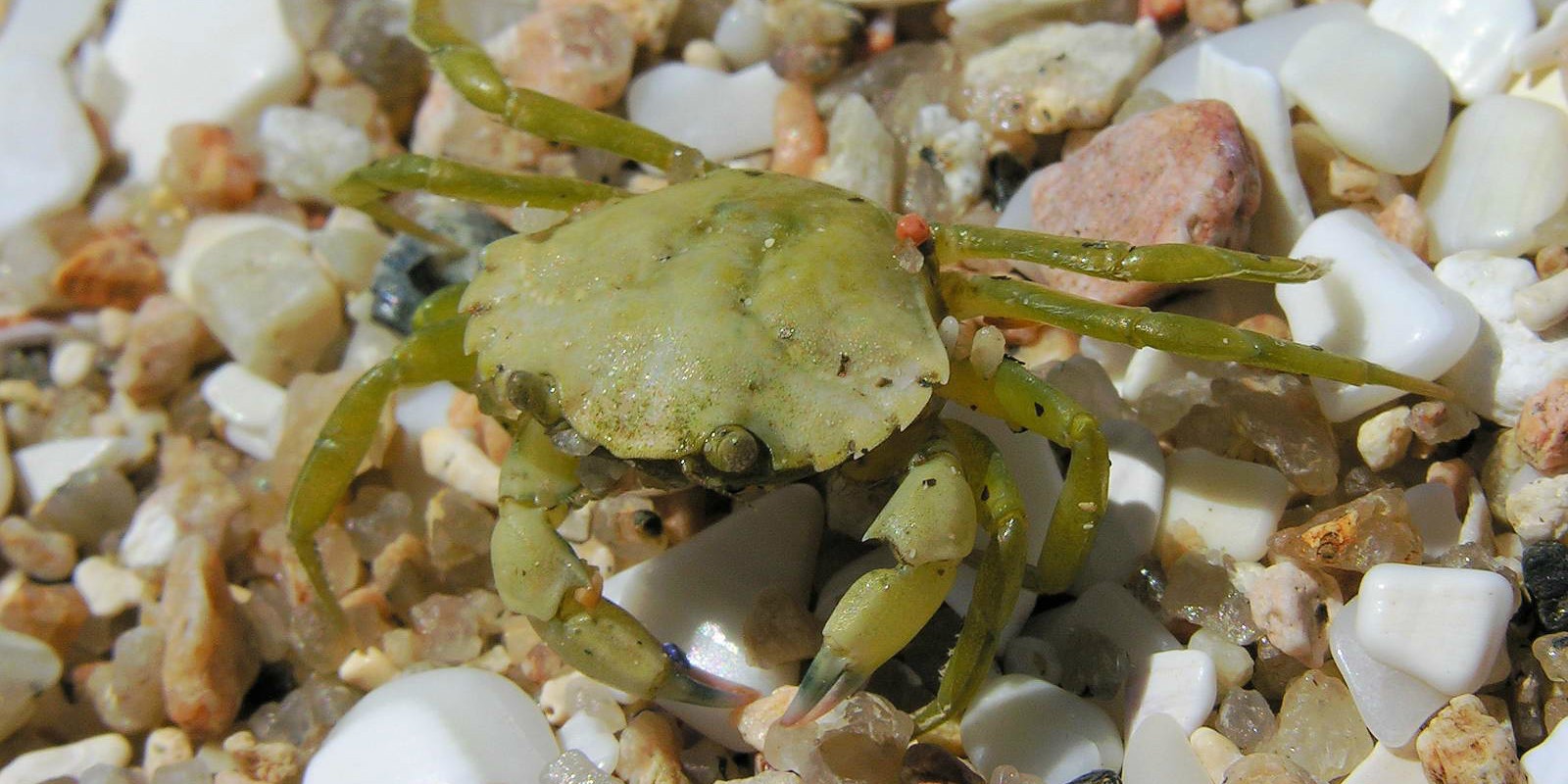 Invasive ‘supervillain’ crab can eat through its gills