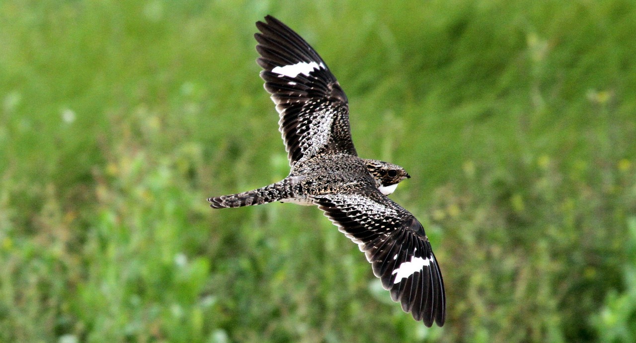 Scientists track nighthawks’ migration route in search of clues to