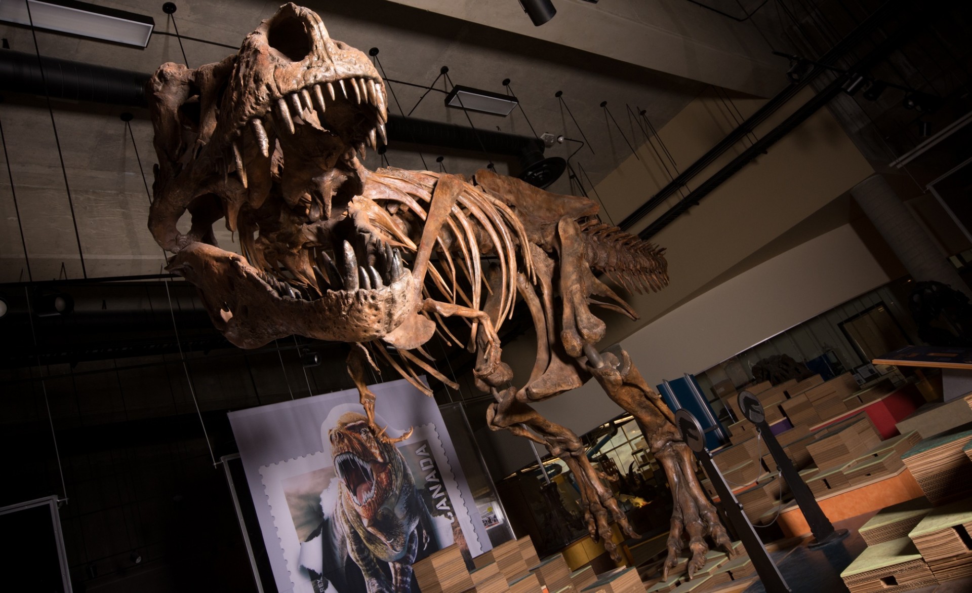 Paleontologists Identify Biggest Tyrannosaurus Rex Ever Discovered Paleontologists Identify Biggest Tyrannosaurus Rex Ever Discovered