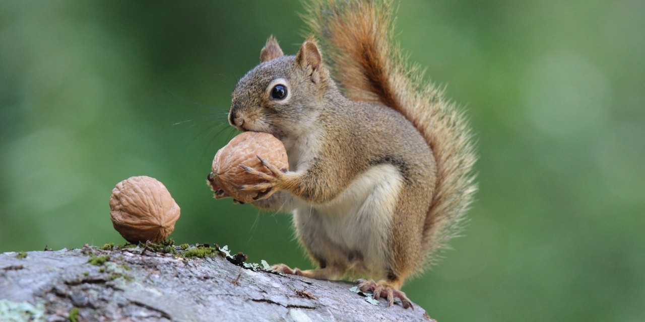 Leaving home benefits male squirrels but not females, study shows