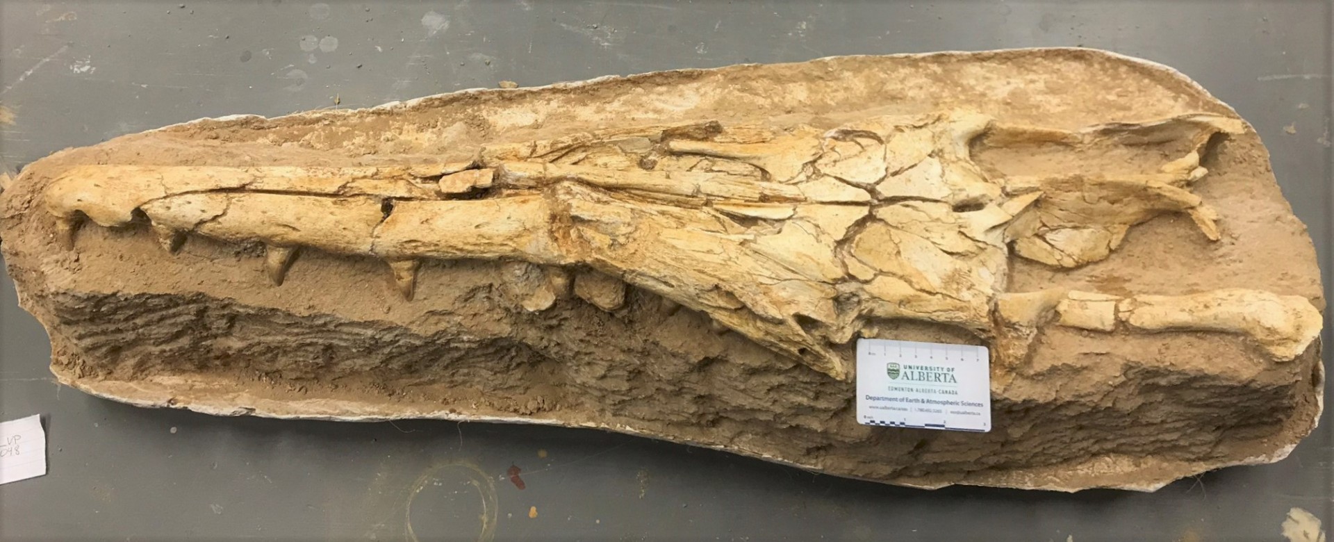 1920_201005-mosasaur-img1671.jpg?10000