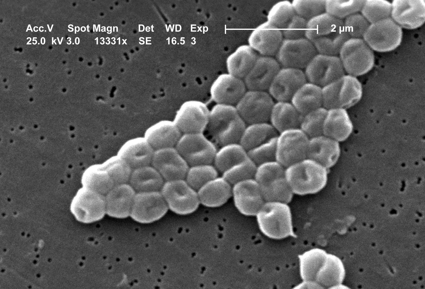 'Weaponized' bacteria could hold key to abolishing antibioticresistant