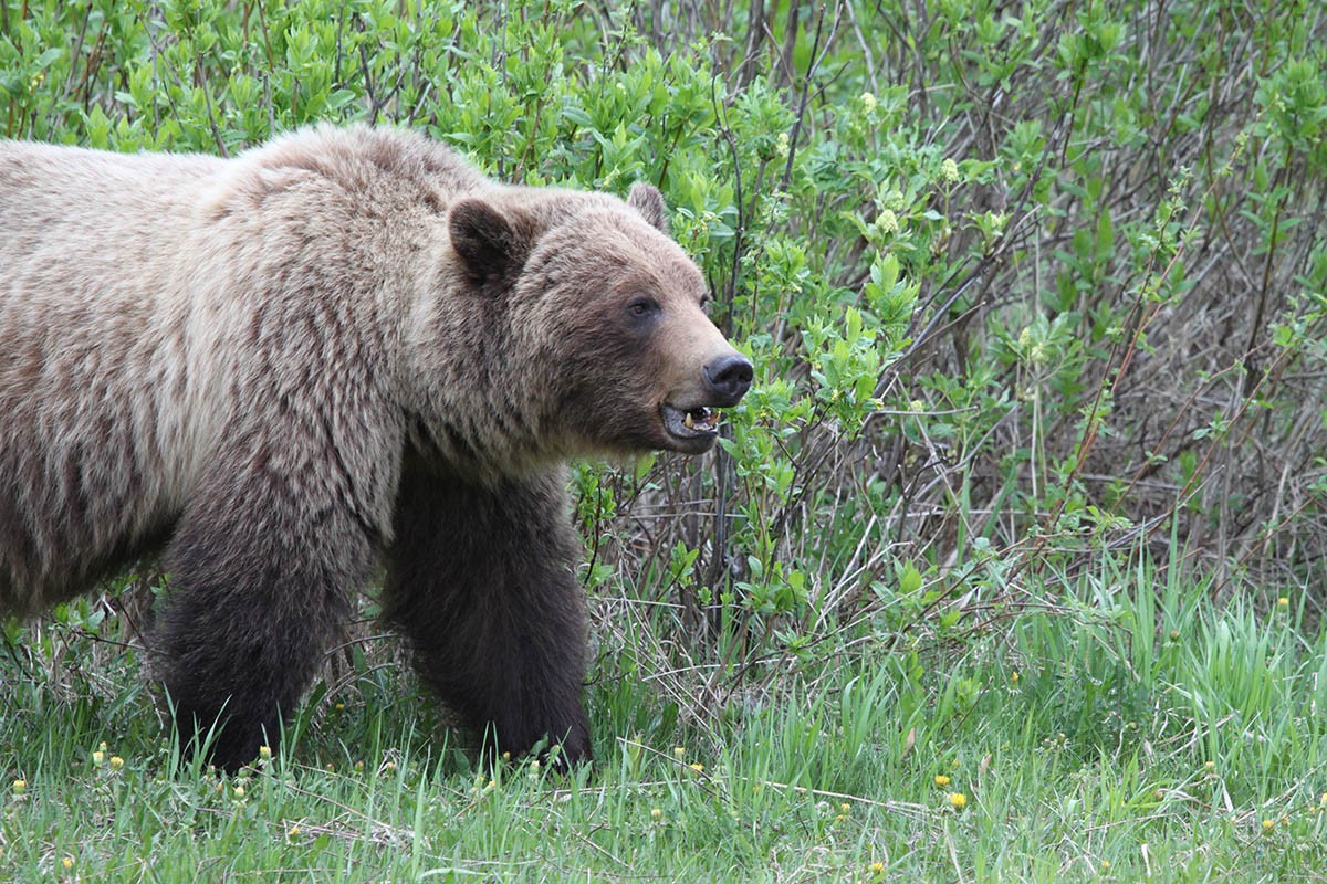 How to keep Alberta's grizzly bears—and yourself—safe this spring