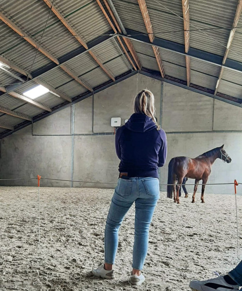 Pleun in de bak met een van haar paarden
