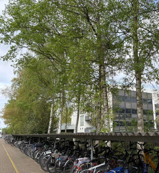 De rij berken op campus Stappegoor 