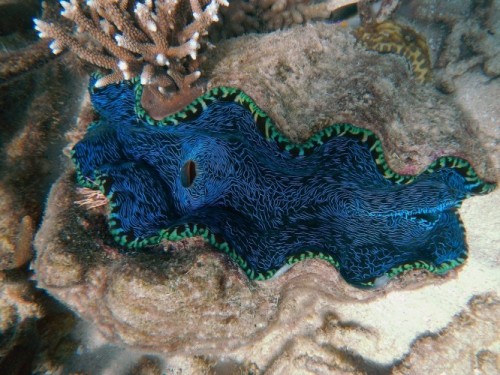 Great Barrier Reef