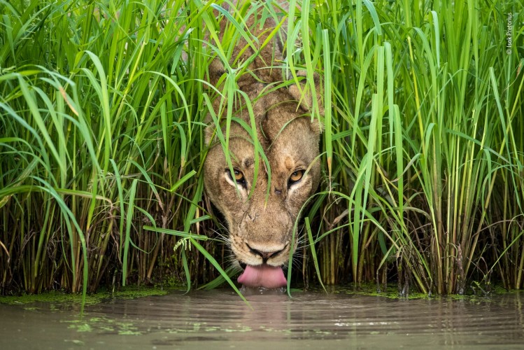 &copy; isak pretorius   wildlife photographer of the year