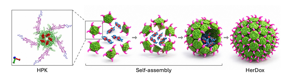 This illustration shows how the HerDox2.0 nanoparticle is formed with a chemotherapy drug at its center. Image courtesy Medina-Kauwe Lab at Cedars-Sinai.