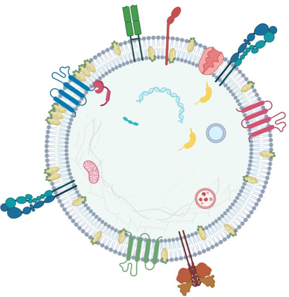 The components of an extracellular vesicle. Illustration by Cedars-Sinai.