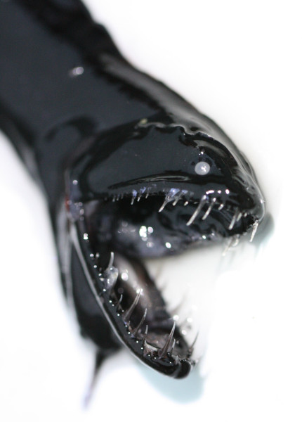 The dragonfish is a pelagic deep-sea fish. Photo: Chris Martinez