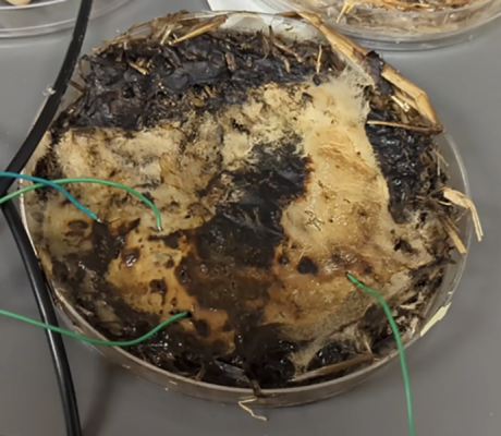 Each sample grew a mycelial network that was connected to conventional electronics.