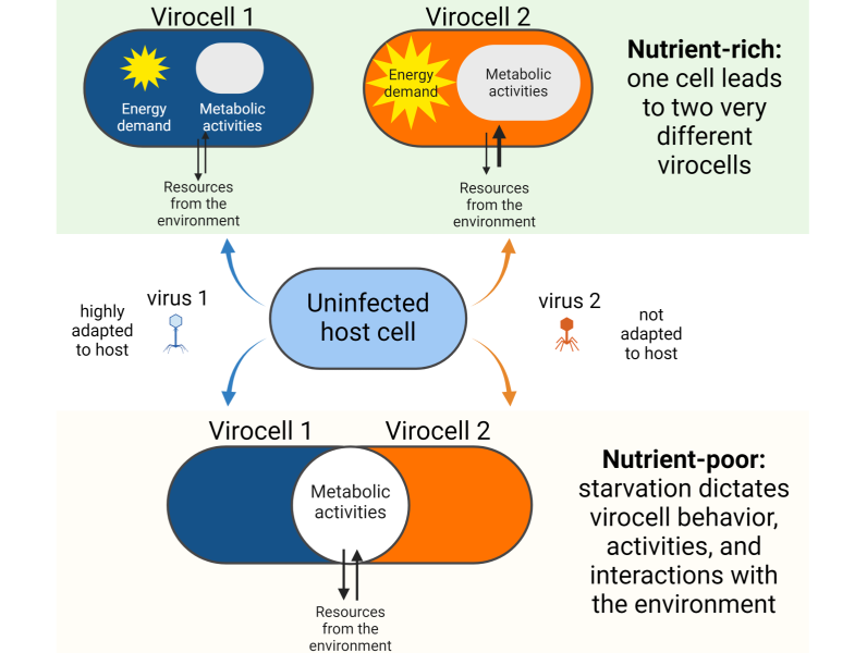 Graphical abstract: Cristina Howard-Varona, created with Biorender
