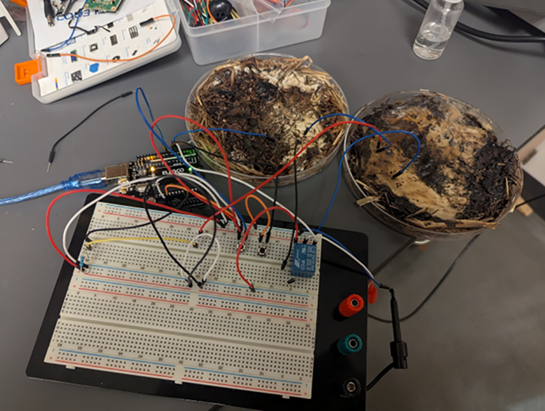 Powered by mushrooms, living computers are on the rise