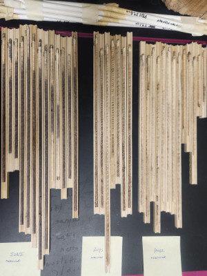 Cross dated core samples, including Juglans nigra (black walnut) Robinia pseudoacacia, and Populus deltoides (eastern cottonwood).