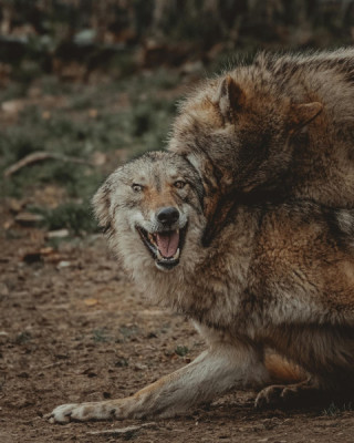 This photo is similar to the image of fighting wolves horses saw in the experiment. Photo: Pexels