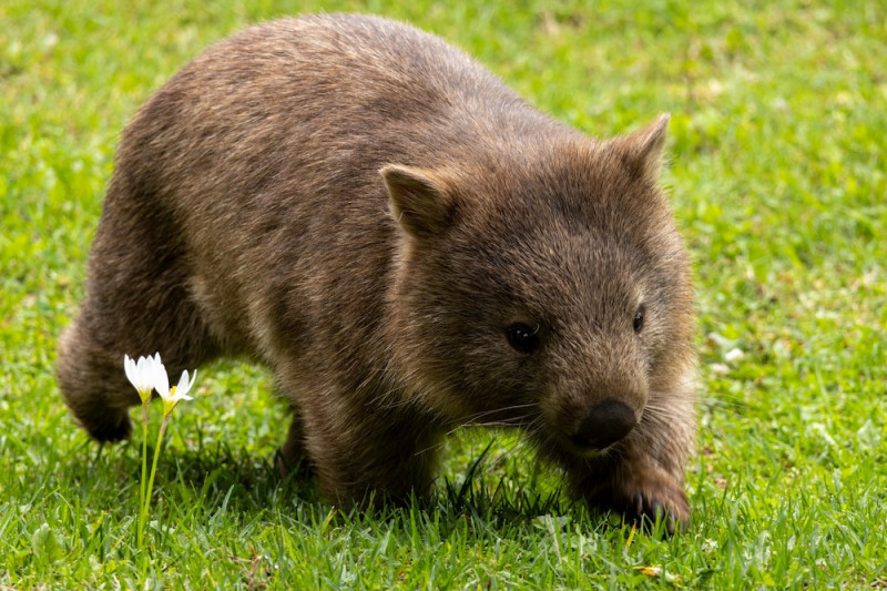A common wombat, similar to the image horses saw in the experiment. Photo: Pexels