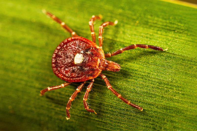 An adult female lone star tick on a blade of grass. Photo: CDC Public Health Image Library