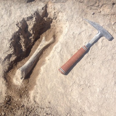 A humerus bone excavated in eastern Oregon. Photo by Steven Schwartz
