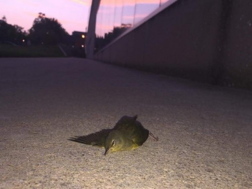 Mourning Warbler