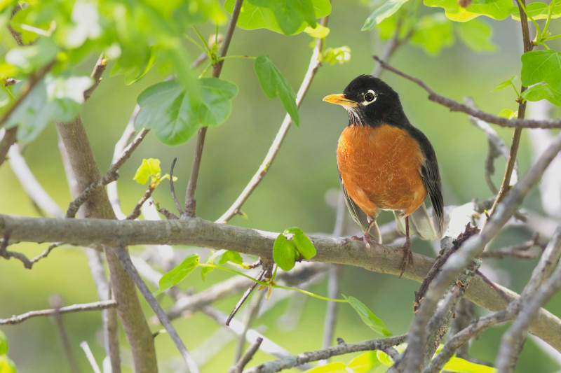 The American robin was also found to be undergoing accelerated loss of abundance. Photo: Pixabay