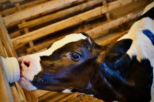 Only 10 viral particles cause H5N1 avian flu infection in cows