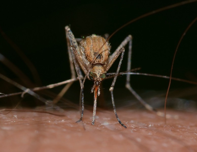 Northern house mosquito. Photo: Pixabay