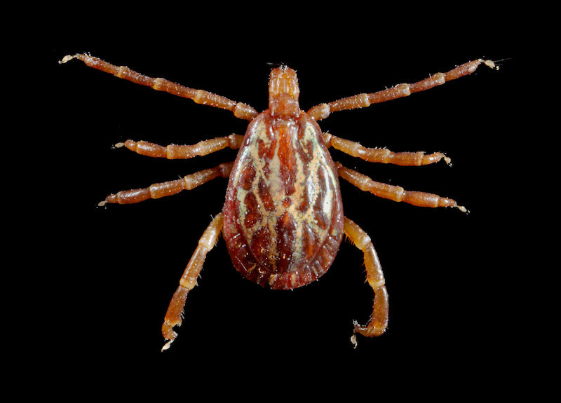 An adult male Gulf Coast tick. Photo: CDC Public Health Image Library