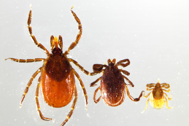 Left to right: Female, male and nymph blacklegged ticks (Ixodes scapularis). Photo: Risa Pesapane