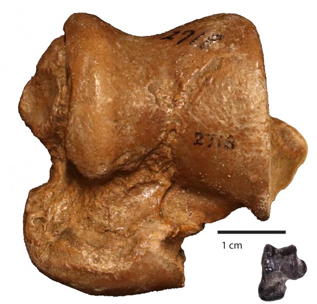 30-million-year-old amphibious beaver fossil is oldest ever found
