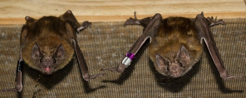 Common vampire bats (Desmodus rotundus) in captivity Photo: Rachel Moon