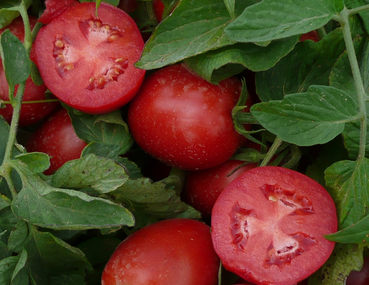 Tomato-Soy Juice Reduces Inflammation in Healthy Adults
