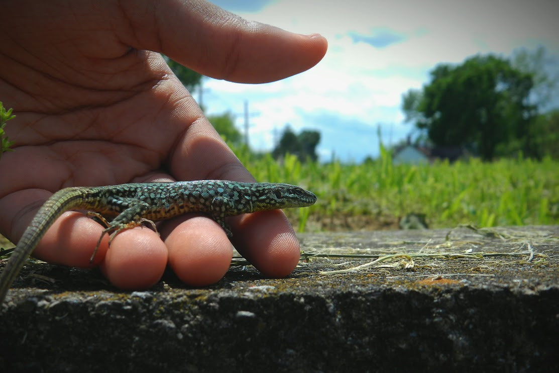 Non-Native Wall Lizards Thrive in Cincinnati, Ohio - News Directory 3