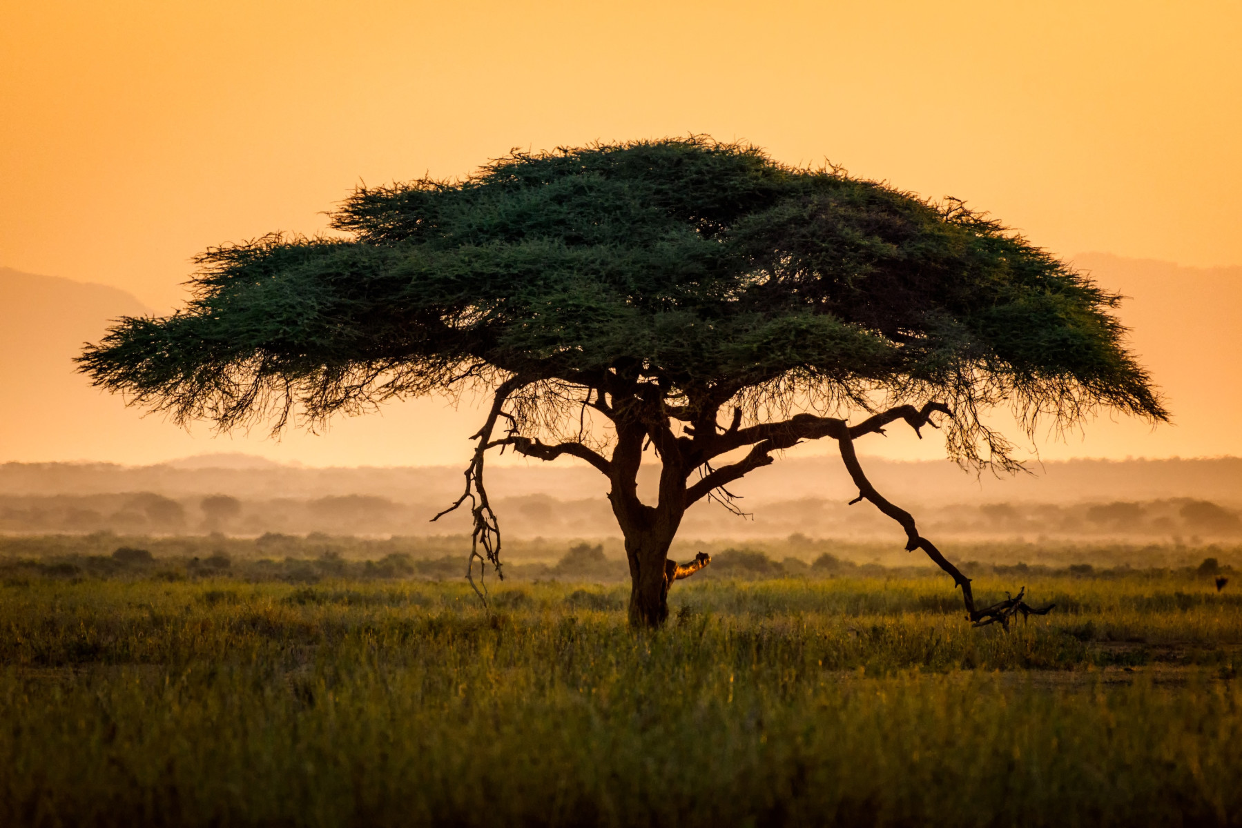 Umbrella Acacia Trees Surviving Drought in Africa