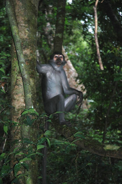 A sooty mangabey rests in a tree in the Taï Forest. Photo: W. Scott McGraw