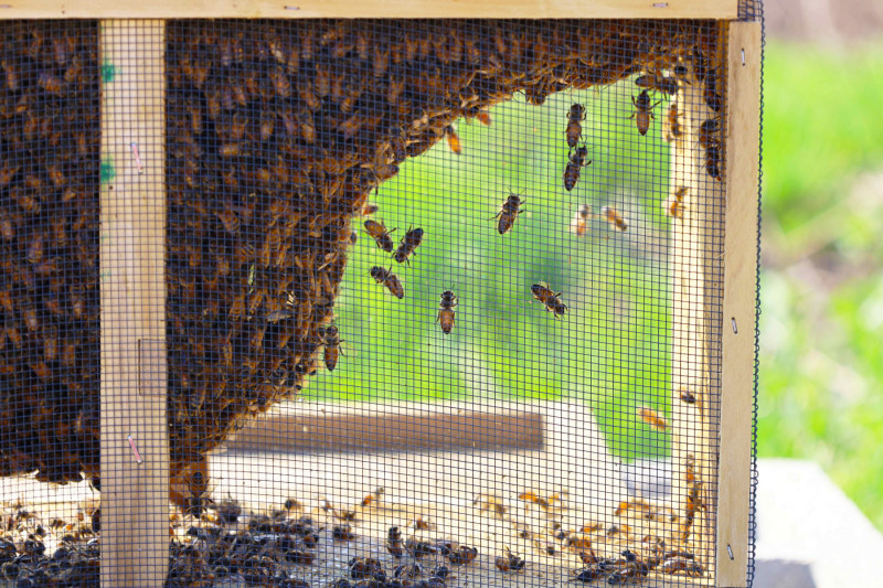 Each of the new hives has its own queen