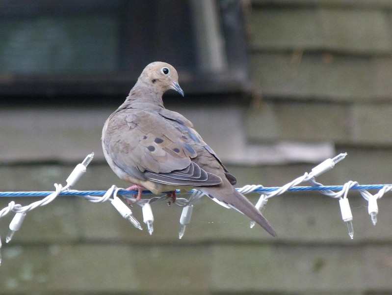 Mourning doves are among the species experiencing accelerated decline. Photo: Pixabay