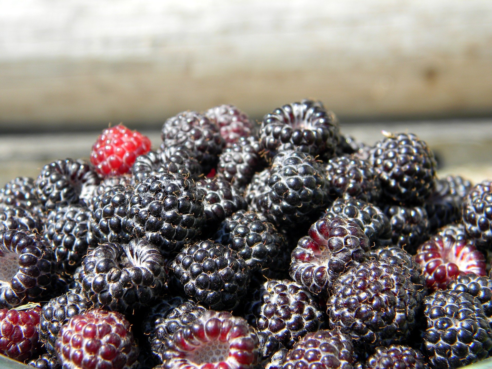 In mouse study, black raspberries show promise for reducing skin inflammation
